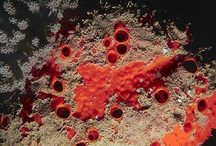 Image of a Demosponge, Laxosuberites proteus.